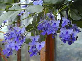 Rooted Starter Plant Blue Butterfly Bush Aka Blue Wings Clerodendrum Ugandense - £26.54 GBP