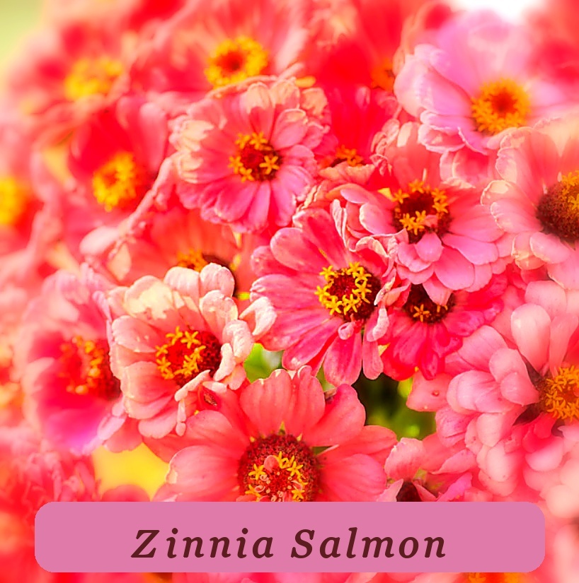 Fast Germination Zinnia Elegans Salmon Queen California Giants 4 Blooms - $5.75