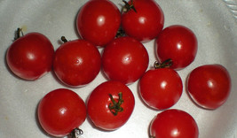 SRN Jumbo Rainbow Cherry Tomato Seeds Lots Of Fruit Sweet Taste 20 Seeds... - $8.95