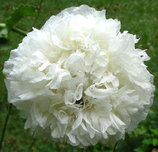 50 Seeds White Cloud Double Peony Papaver Self-Seeding Annual Flower  - £13.34 GBP