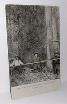 Postcard Northwestern Scenes Cascade Series - A Giant Fur Tree 1915 Men ... - $6.93