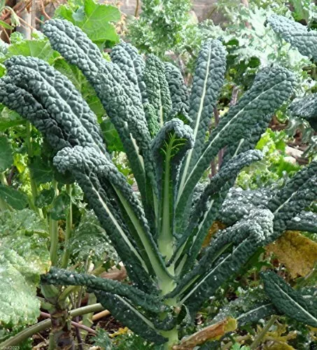 Kale Lacinato (Aka Dinosaur Or Tuscan Heirloom 500 Seeds Garden Fresh USA Shippi - £11.57 GBP