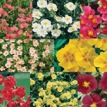 50 Helianthemum Rock Rose Mix Evegreen Groundcover Perennial Flower Seeds US Sel - £7.60 GBP