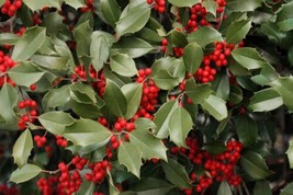 THJAR American Holly Seeds For Planting 30 Seeds Ilex Opaca - £13.08 GBP