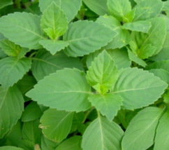 200 Tulsi Basil Seeds Green Leaf Holy Basil Vegetable Herb Garden - £3.96 GBP