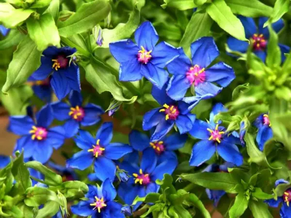 100 Blue &amp; Scarlet Pimpernel Anagallis Monellii Anagallis Arvensis Flower Seeds  - £6.27 GBP
