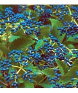 Viburnum Dentatum Arrowwood Viburnum Shrub 5 Seeds New Fresh  - $17.96