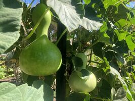 Birdhouse Bottle Gourd Seeds, NON-GMO, Calabash, Ornamental, FREE SHIPPING - $36.07 MXN+