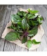 Herb Thai Basil Edible Fits In Container Asian Cooking 100 Seeds Easy To... - $10.95