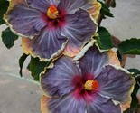 20 Purple Hibiscus Seeds Perennial Flowers Flower Seed 49 - £4.79 GBP