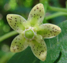 FREE SHIPPING Cosmostigma racemosum Green Milkweed Creeper 10 Seeds - £14.05 GBP