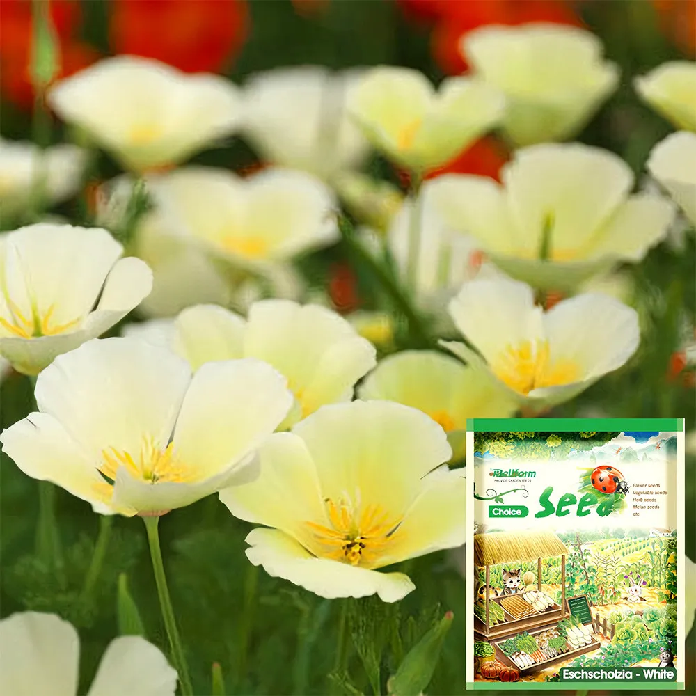 Primary image for US Seller 200 SNOW WHITE Eschscholzia californica Seeds High Germination