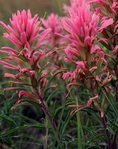 Fast Ship USA Seller Castilleja Sessiliflora Downy Indian Paintbrush Paintedcup  - $23.90