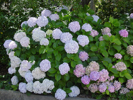 Starter Plant - Hydrangea Macrophylla Otaksa - £17.99 GBP