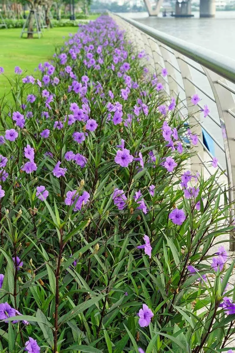 Mexican Petunia Purple Large Gallon Size Plants - £56.97 GBP