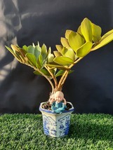 Perfect bonsai - Zamia furfuracea - $129.20