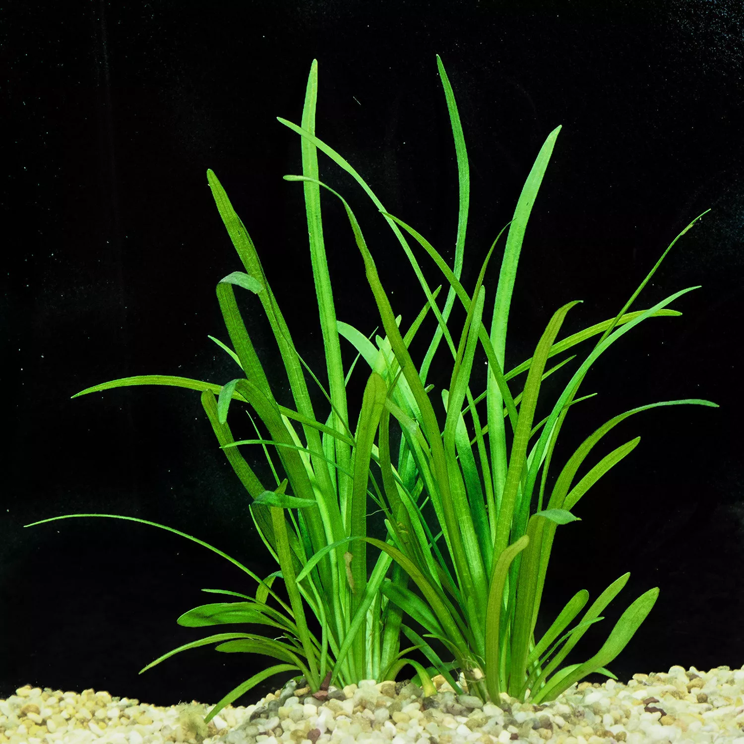 Live Dwarf Sag Sagittaria Subulata Aquarium Oxygenation Aquatic Pond Plant - $32.90