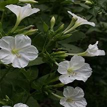 Four O&#39;clock, White Four O&#39;clock Flower seeds, Organic, approx. 25 seeds per pac - £1.55 GBP