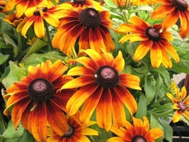 2001+Gloriosa Daisy Seeds Native Wildflower Deer Proof Flower Container Fresh - £6.70 GBP