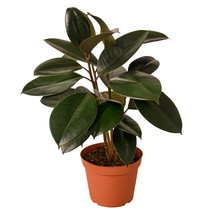 6&quot; Pot Ficus Elastica &#39;Burgundy&#39;- Houseplant - Living Room - Garden - FREE SHIP - £61.40 GBP