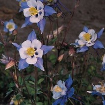 RAFHSTORE 25 Aquilegia Columbine Heavenly Blue And White Flower Seeds Perennial  - £8.32 GBP