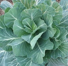 BStore Georgia Collard Greens Seeds 300 Cool Weather Vegetable Garden - $8.59