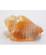 SMALL LANCE MUREX SHELL 4&quot; ACROSS  - $7.91