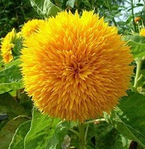 THJAR Rattlefree Sunflower Seeds For Planting | Heirloom &amp; Non-Gmo | 50 Teddy Be - £18.42 GBP