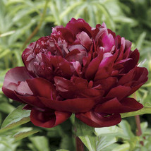 SL Heirloom &#39;Miami&#39; Dark Red Burgundy Tree Peony Flower Seeds - $1.38