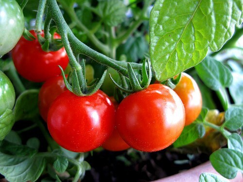 Tomatoes cherry seeds- 100 seeds - code 052 Item image 3