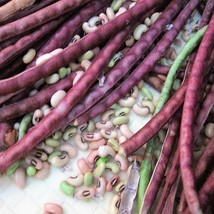 US Seller 25 Red Noodle Bean Yard Long Asparagus Bean Chinese Phaseolus Vulgaris - £10.96 GBP