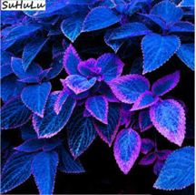 Worldwide Shipping 100 Pcs Japanese Bonsai Blue Coleus Plant Foliage Plants Perf - $10.90