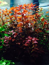 3x Aquarium Plants Ludwigia Repens Rubin Bunch Freshwater - £41.42 GBP