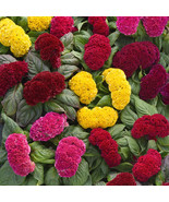 BPA 190 Seeds Celosia Crested Mix Cockscomb Groco* Easy Grow - $10.28