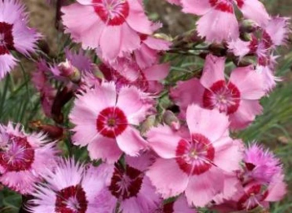 COTTAGE PINKS SEEDS 50 FRESH SEEDS  - $6.31