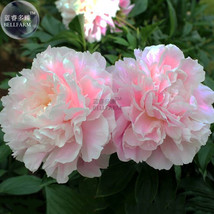 Peony Bright Light Pink Flowering Flower Seeds Big Blooms Light Fragrant - £5.60 GBP