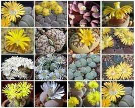 Lithops MIX succulent cactus living stone seed 30 SEEDS - £7.16 GBP