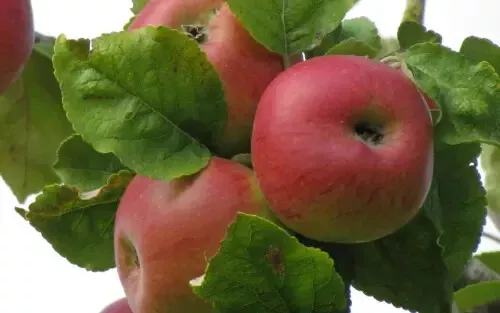 Fresh 25 Brabant Bellefleur Apple Seeds - $15.48
