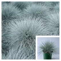 Festuca Glauca Blue Grass Fescue 4inches Pllant Festuca Glauca Live Plant - $19.99