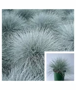 Festuca Glauca Blue Grass Fescue 4inches Pllant Festuca Glauca Live Plant - $19.99