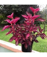Magenta Bloodleaf Iresine Starter Plant Black Plants New Fresh  - $59.98