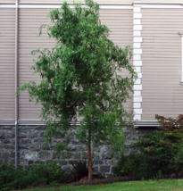 Curly Corkscrew Willow Tree Salix Matsudana &#39;tortuosa&#39; Rooted Cutting 18... - £14.63 GBP