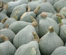 Fast Ship USA Seller Blue Hubbard Winter Squash Seeds 10 Vegetables Garden - £3.54 GBP