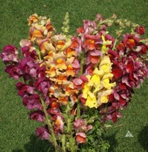 Snapdragon Tetra Mix Semidwarf Multicolored Blooms Butterflies NonGMO 500 Seeds - £8.65 GBP