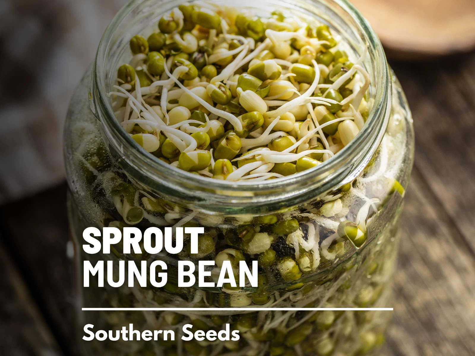 Sprout, Mung Bean seeds - Heirloom Sprouting Seeds - Crisp and Refreshin... - $10.37