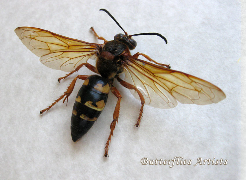 Wasp Cicada Killer Sphecius Speciosus Real Framed Entomology Collectible... - $74.99