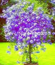 Goodidea 100 Pcs Plumbago Auriculata Bonsai Exotic Perennial Flowers Bonsai Home - £4.59 GBP