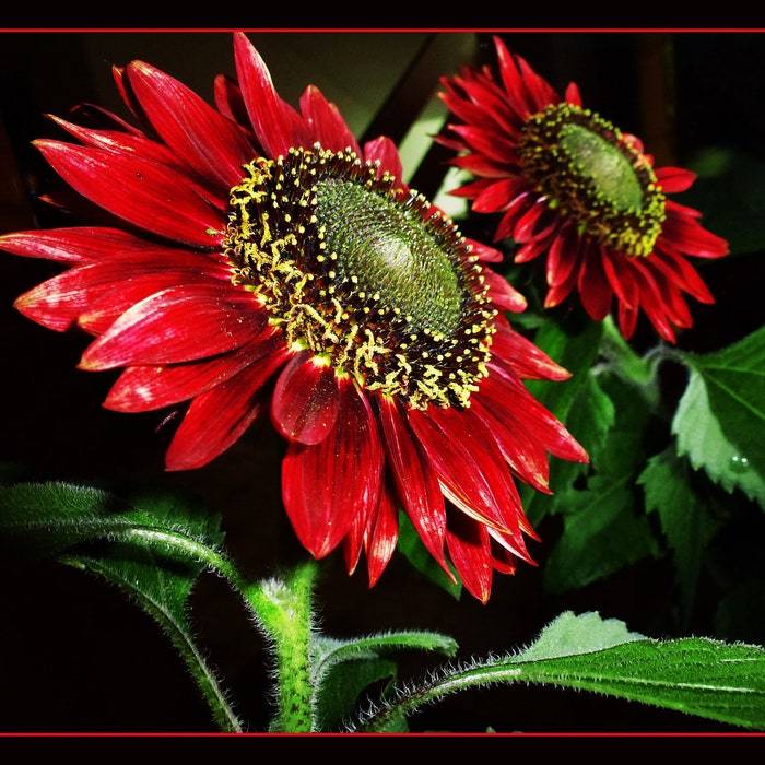 Helianthus Annus Chocolate Cherry Sunflower Seed Fresh Fast Shipping - $10.98