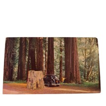 Postcard Redwood Grove US Highway 101 Big Tree Old Car Union Oil Chrome Unposted - £8.20 GBP