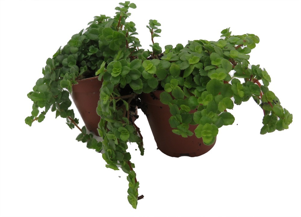 Green Leaf Baby Tears - Pilea depressa - 2 Plants 2&quot; Pots - $28.99